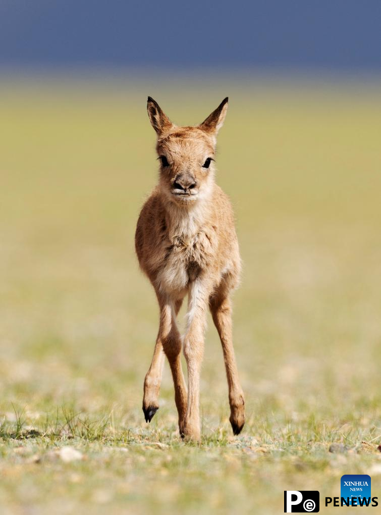 Tibetan antelopes embark on birth-giving season in SW China