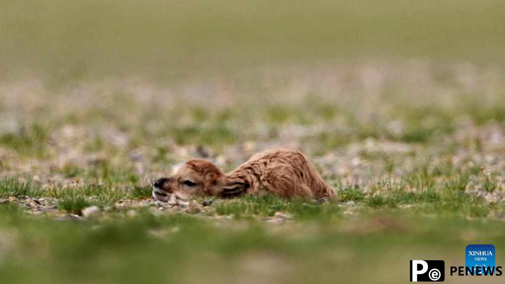Tibetan antelopes embark on birth-giving season in SW China