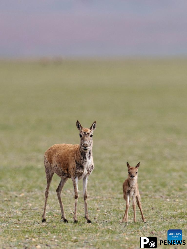 Tibetan antelopes embark on birth-giving season in SW China