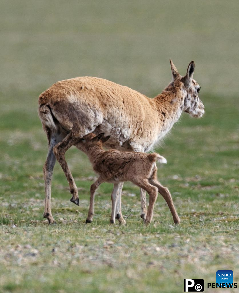 Tibetan antelopes embark on birth-giving season in SW China