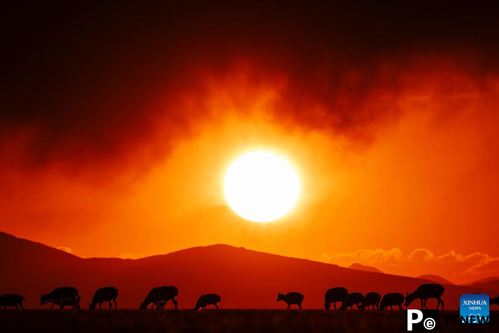 Tibetan antelopes embark on birth-giving season in SW China