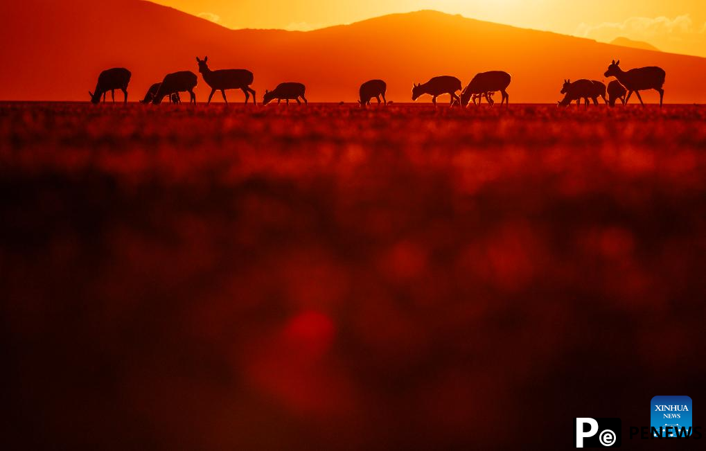 Tibetan antelopes embark on birth-giving season in SW China
