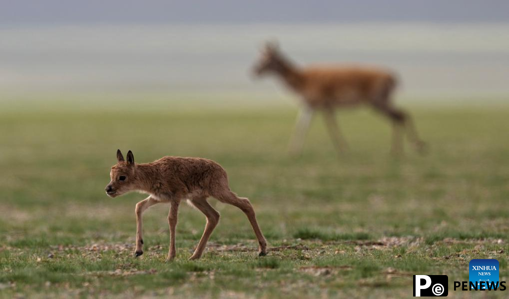 Tibetan antelopes embark on birth-giving season in SW China