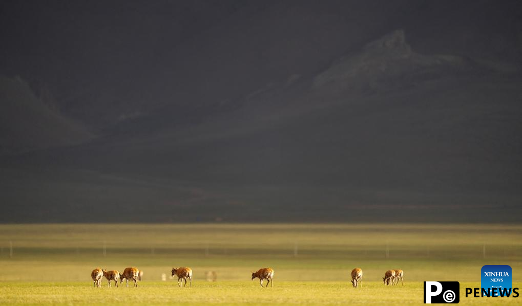 Tibetan antelopes embark on birth-giving season in SW China