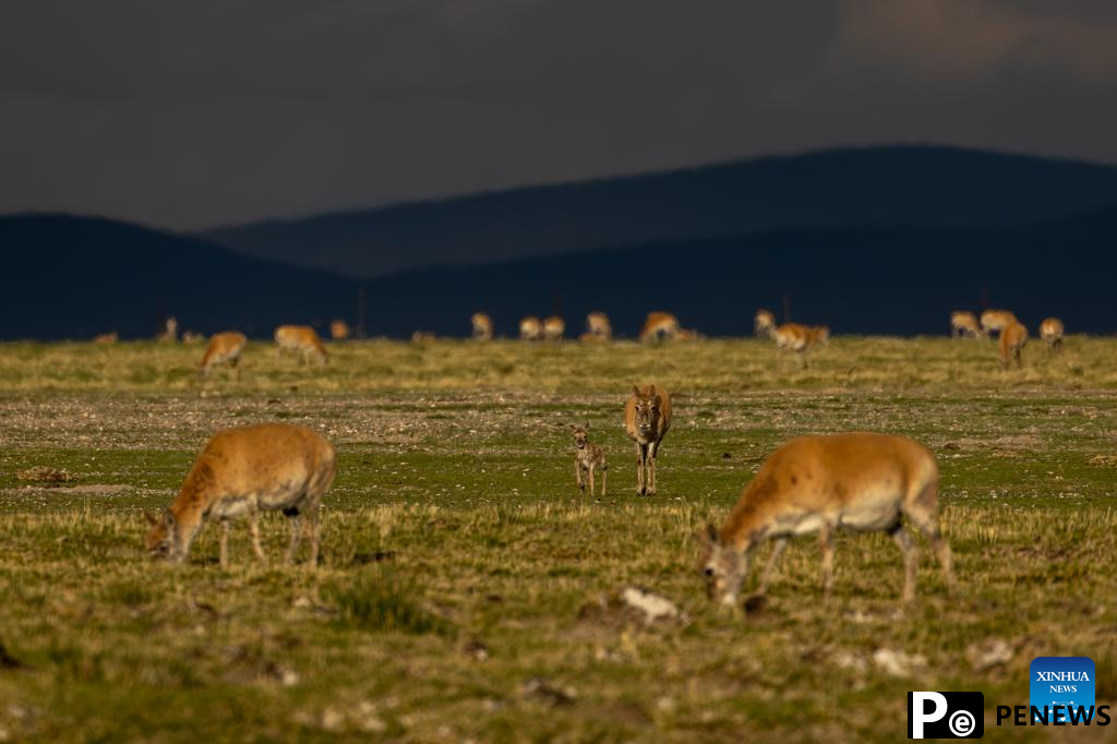 Tibetan antelopes embark on birth-giving season in SW China