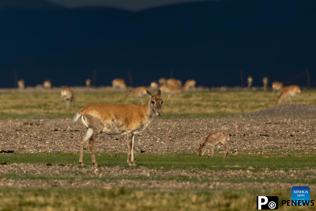 Tibetan antelopes embark on birth-giving season in SW China