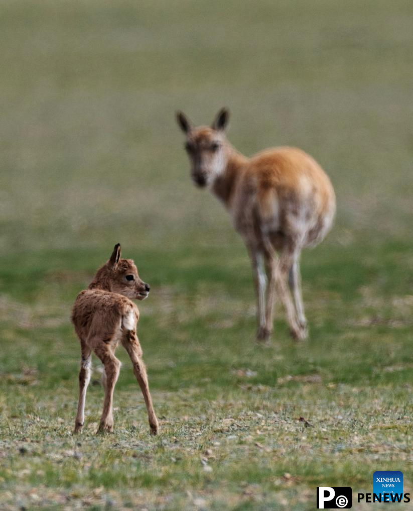 Tibetan antelopes embark on birth-giving season in SW China