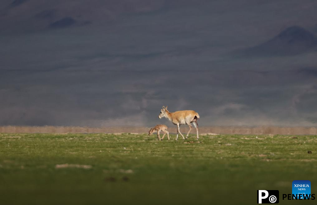 Tibetan antelopes embark on birth-giving season in SW China