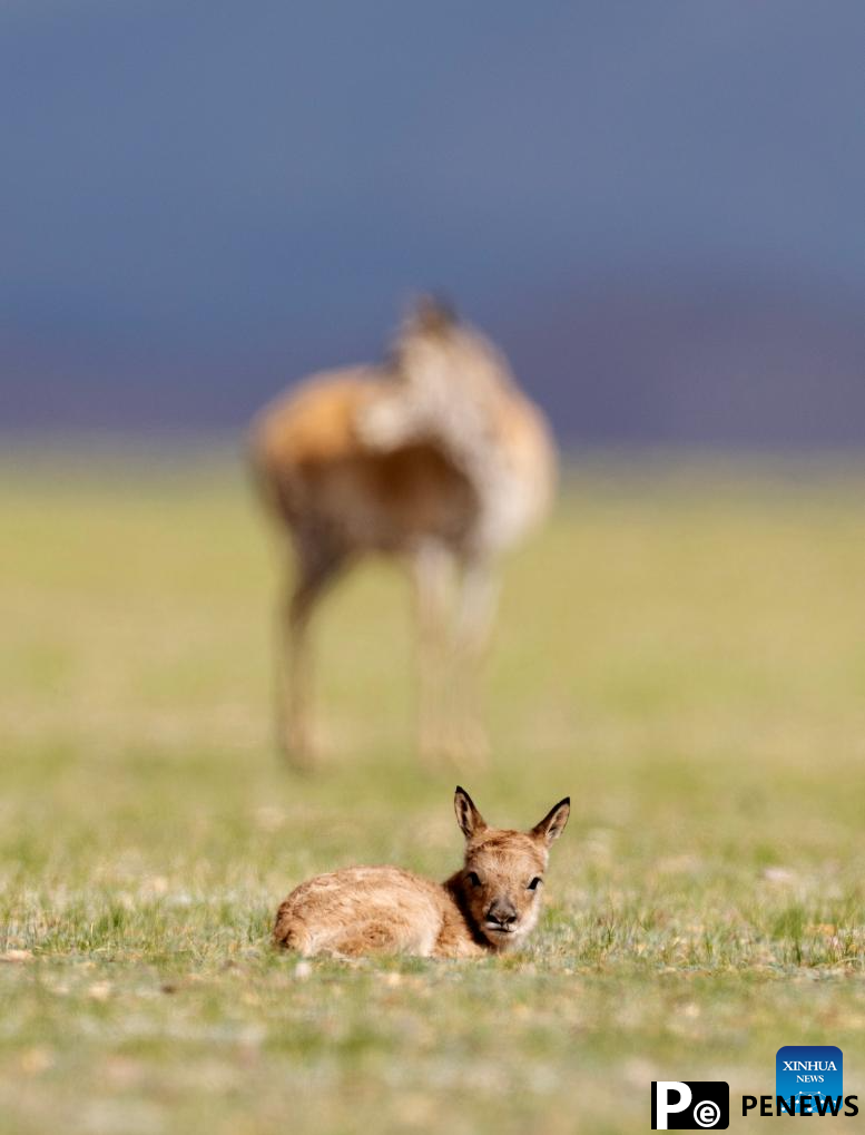 Tibetan antelopes embark on birth-giving season in SW China