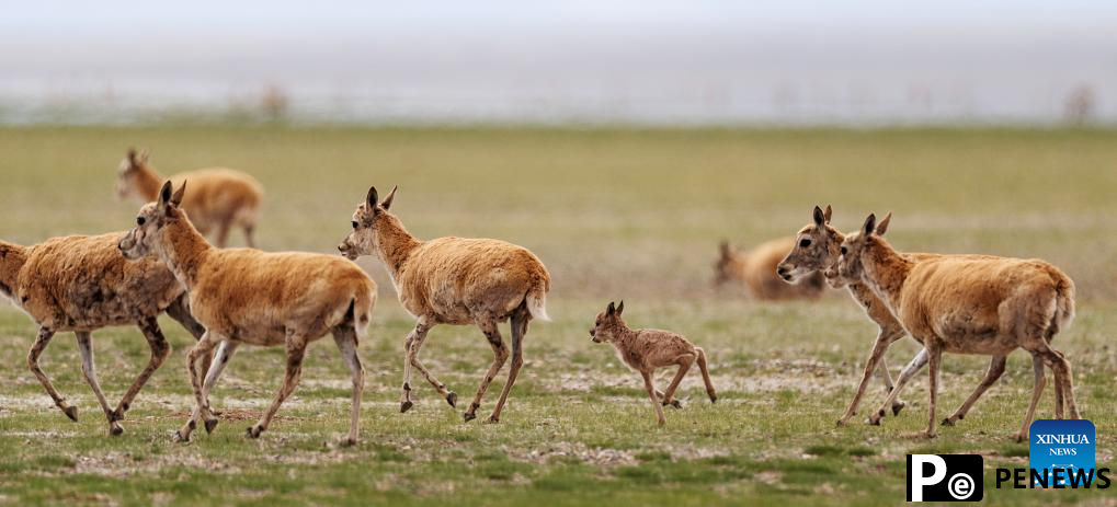 Tibetan antelopes embark on birth-giving season in SW China