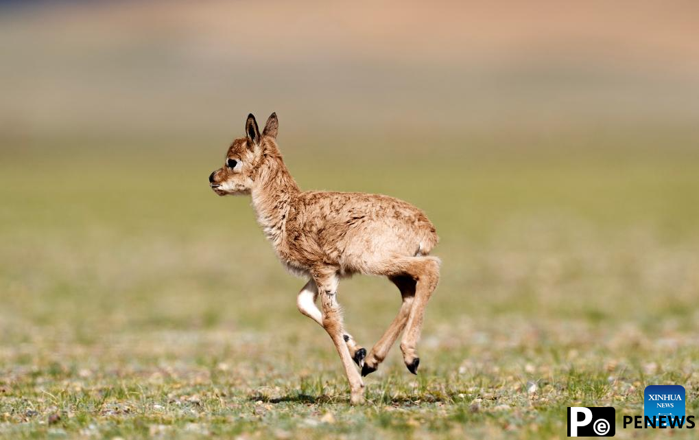 Tibetan antelopes embark on birth-giving season in SW China