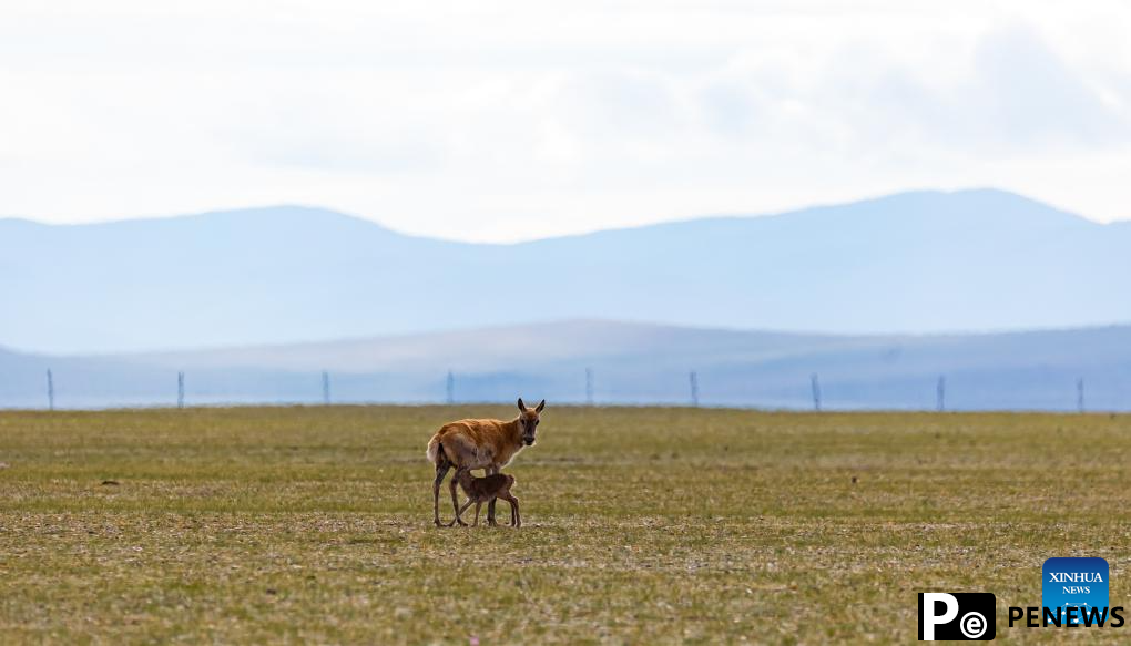 Tibetan antelopes embark on birth-giving season in SW China