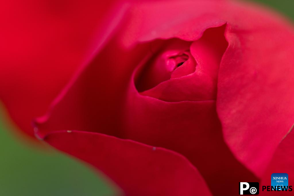 Rose cultivars on display at Volcji Potok Arboretum in Slovenia