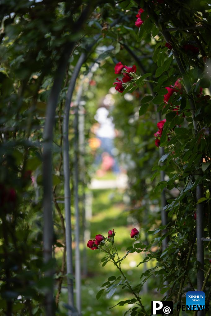 Rose cultivars on display at Volcji Potok Arboretum in Slovenia