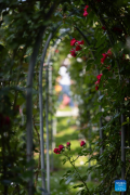 Rose cultivars on display at Volcji Potok Arboretum in Slovenia