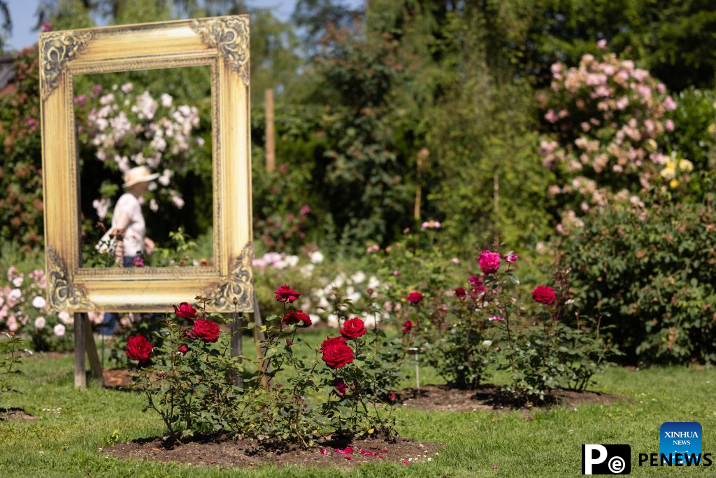 Rose cultivars on display at Volcji Potok Arboretum in Slovenia