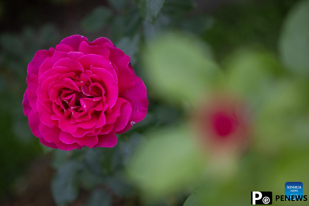 Rose cultivars on display at Volcji Potok Arboretum in Slovenia