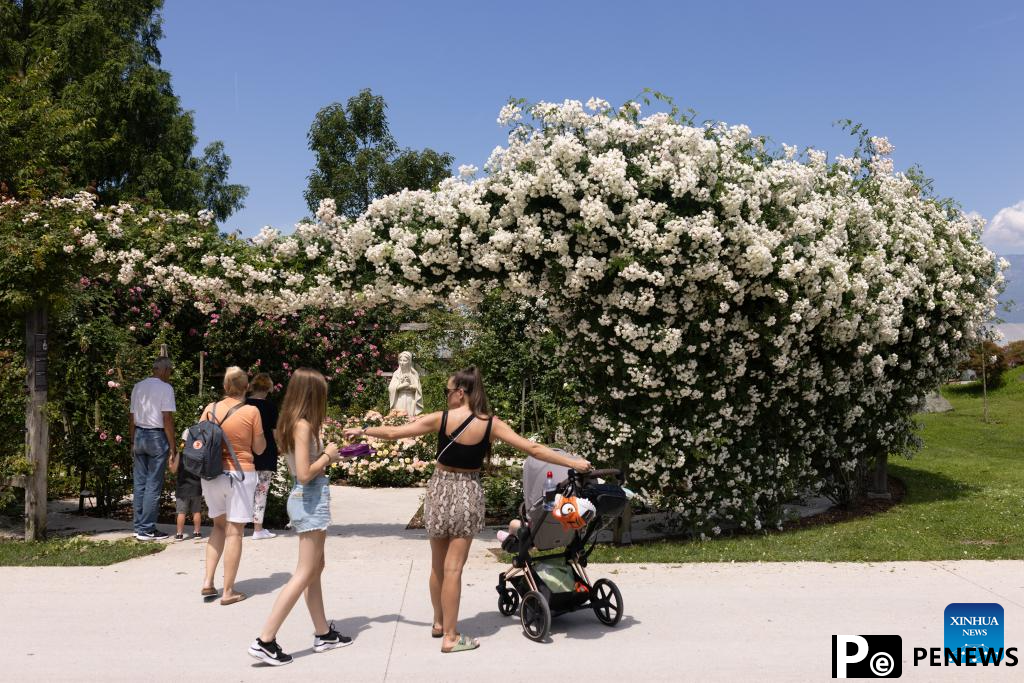 Rose cultivars on display at Volcji Potok Arboretum in Slovenia