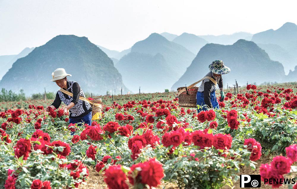 Flower farmers harvest roses in SW China’s Yunnan
