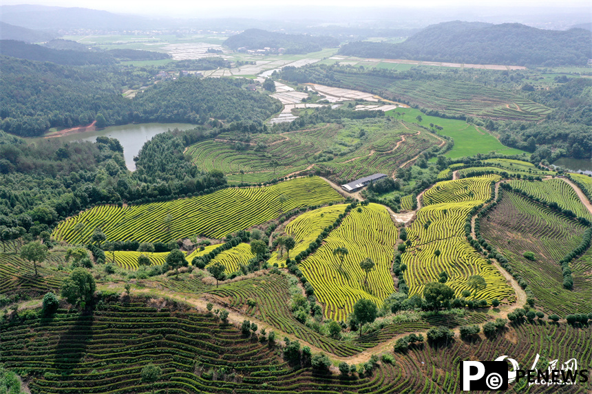 In pics: Picturesque scenery of ecological white tea garden in Jing