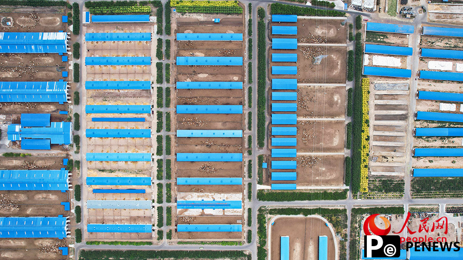 Modern cattle farming boosts rural incomes in NW China