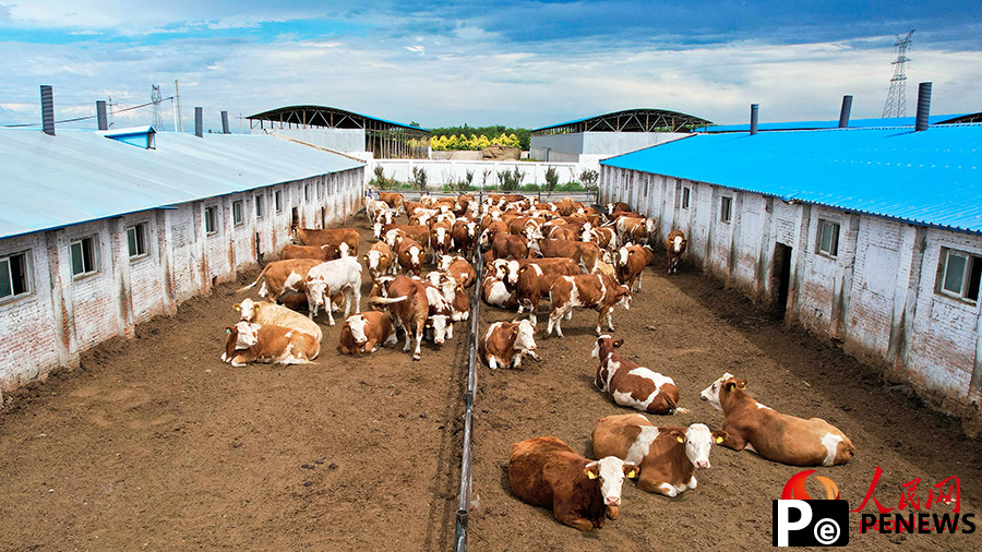 Modern cattle farming boosts rural incomes in NW China