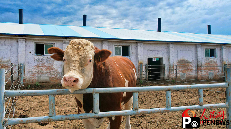 Modern cattle farming boosts rural incomes in NW China
