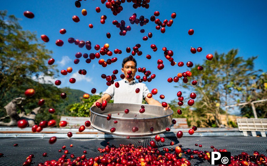 Coffee industry sees rapid growth in Pu