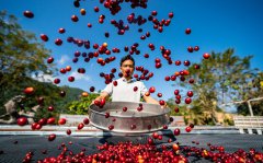 Coffee industry sees rapid growth in Pu'er, SW China's Yunnan