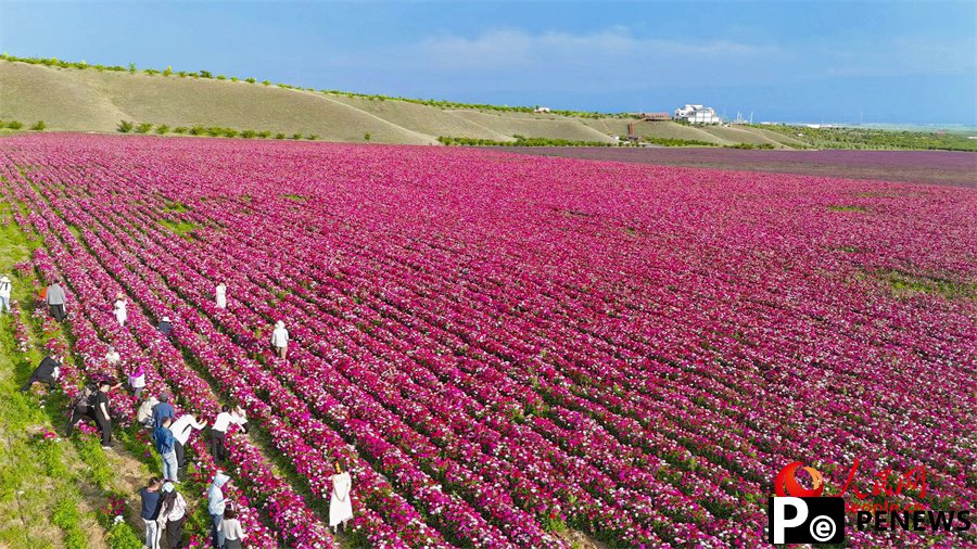 Various kinds of flowers blossom in Ili, NW China