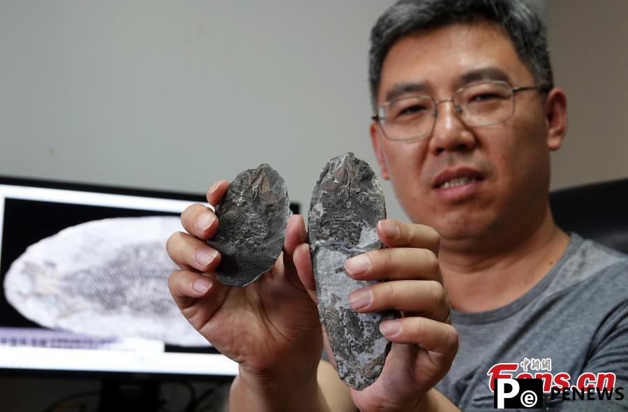 Chinese researchers discover new species of perleidid fish