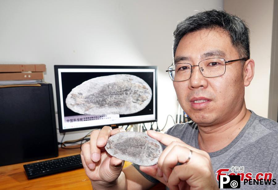 Chinese researchers discover new species of perleidid fish