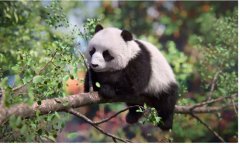 China unveils world’s 1st AI giant panda living in a ‘cloud habitat’