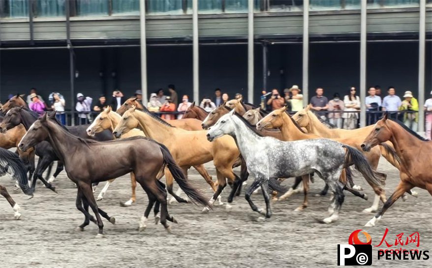 Akhal-Teke horses draw tourists, boost local economy in NW China