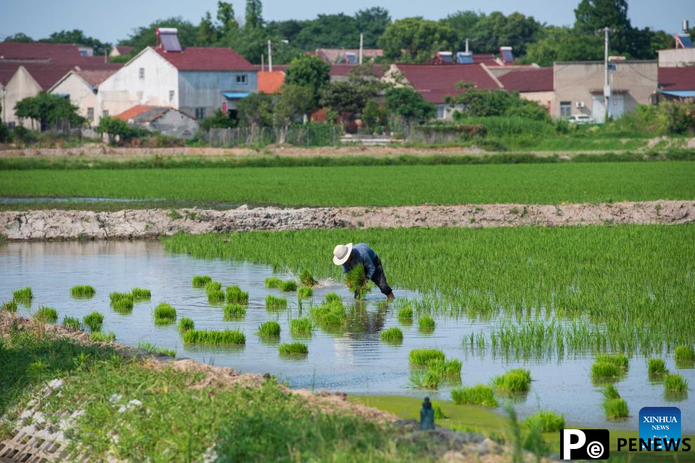 Green rice planting and smart farming propel agricultural development in China
