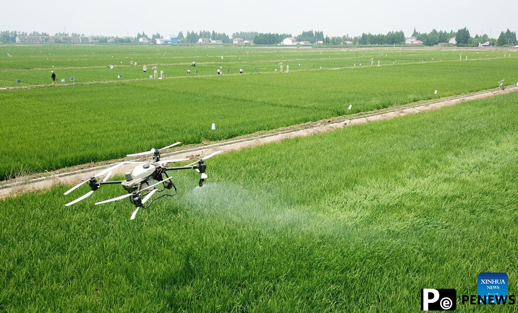 Green rice planting and smart farming propel agricultural development in China