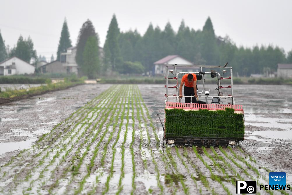 Green rice planting and smart farming propel agricultural development in China