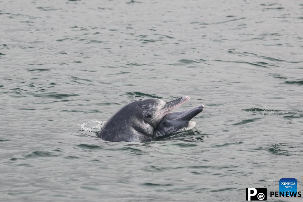 Pic story: deep bond between French scientist and Chinese white dolphins