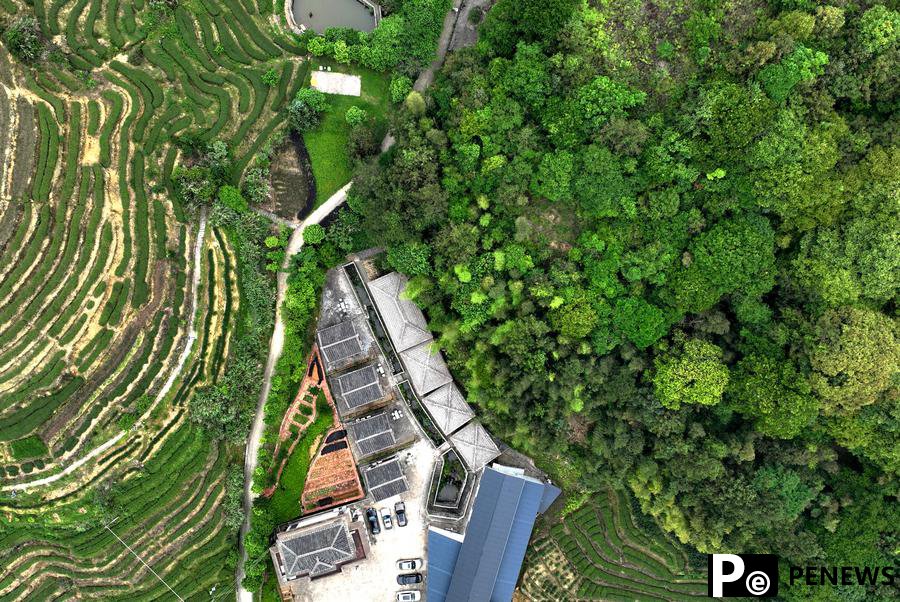 Tea industry goes digital, eco-friendly in east China