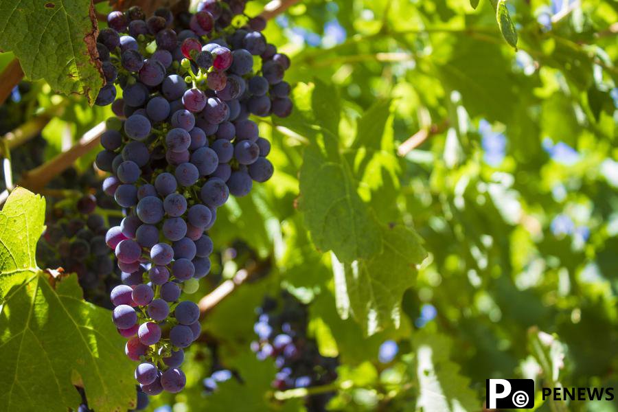 China-Australia trade full of wine aromas