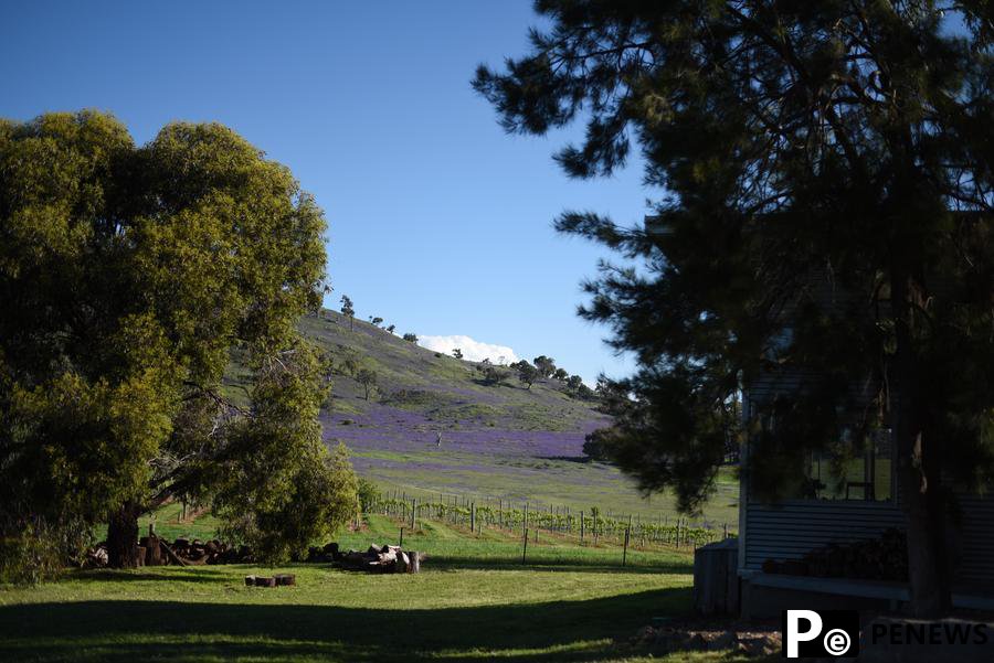 China-Australia trade full of wine aromas