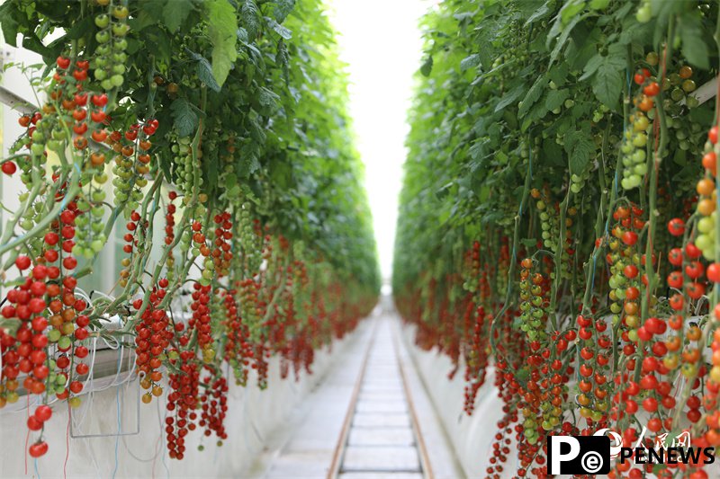 Digital technologies facilitate cherry tomato production in NW China