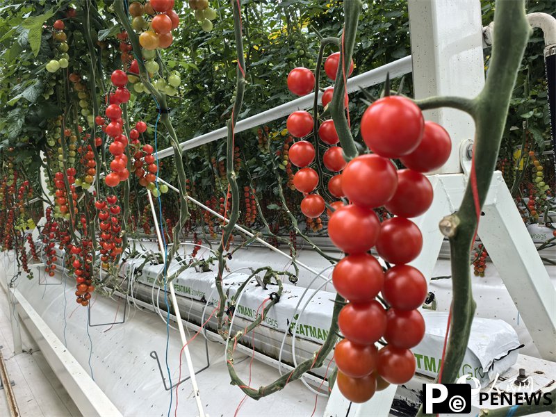 Digital technologies facilitate cherry tomato production in NW China