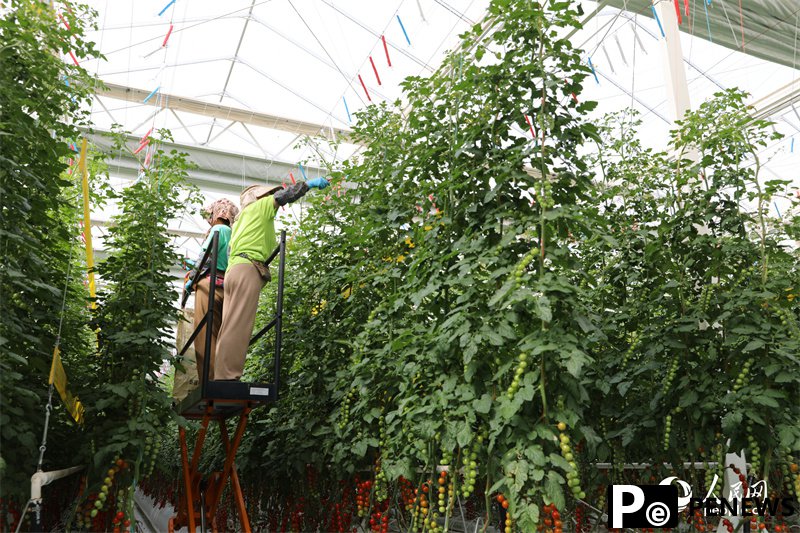 Digital technologies facilitate cherry tomato production in NW China