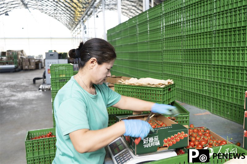 Digital technologies facilitate cherry tomato production in NW China