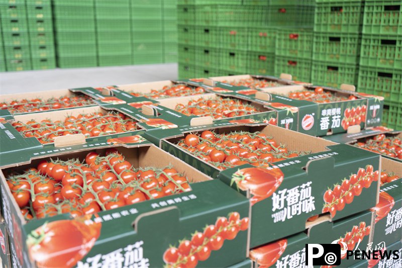 Digital technologies facilitate cherry tomato production in NW China