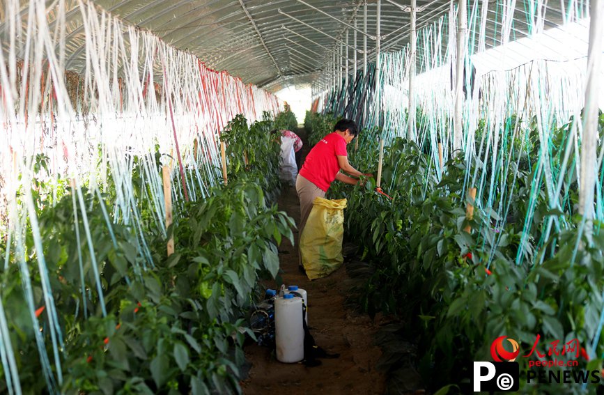 Vegetable industry brings wealth to farmers in C China