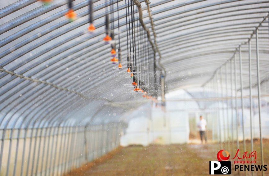 Vegetable industry brings wealth to farmers in C China