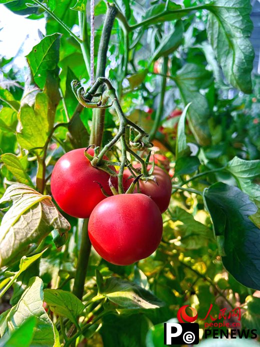 Vegetable industry brings wealth to farmers in C China