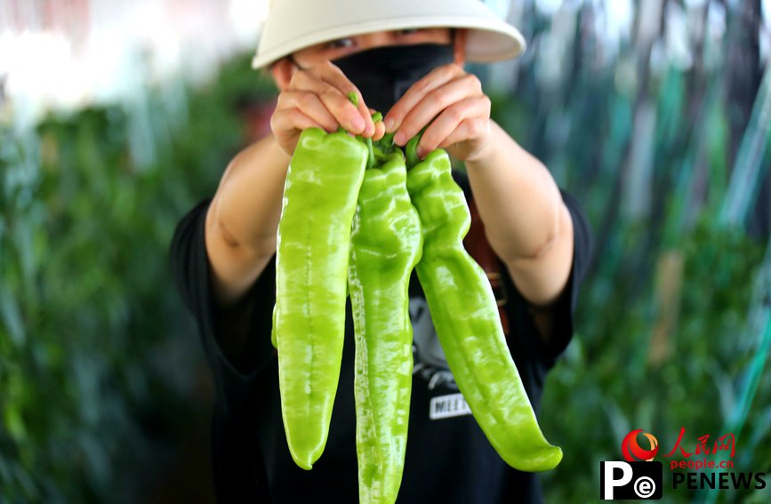 Vegetable industry brings wealth to farmers in C China